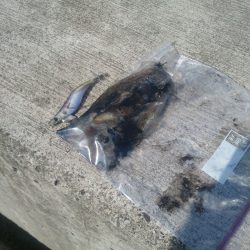 イカ・根魚狙い